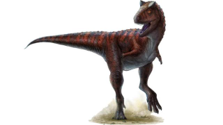 Carnotaurus had the most ridiculously powerful dinosaur tail ever